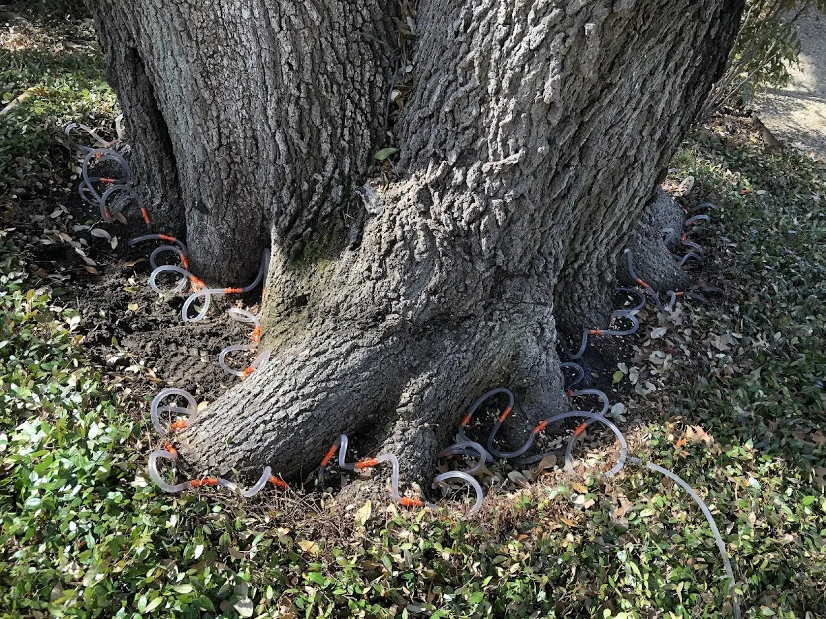 Detailed Tree Cabling and Bracing job site in Grandfield