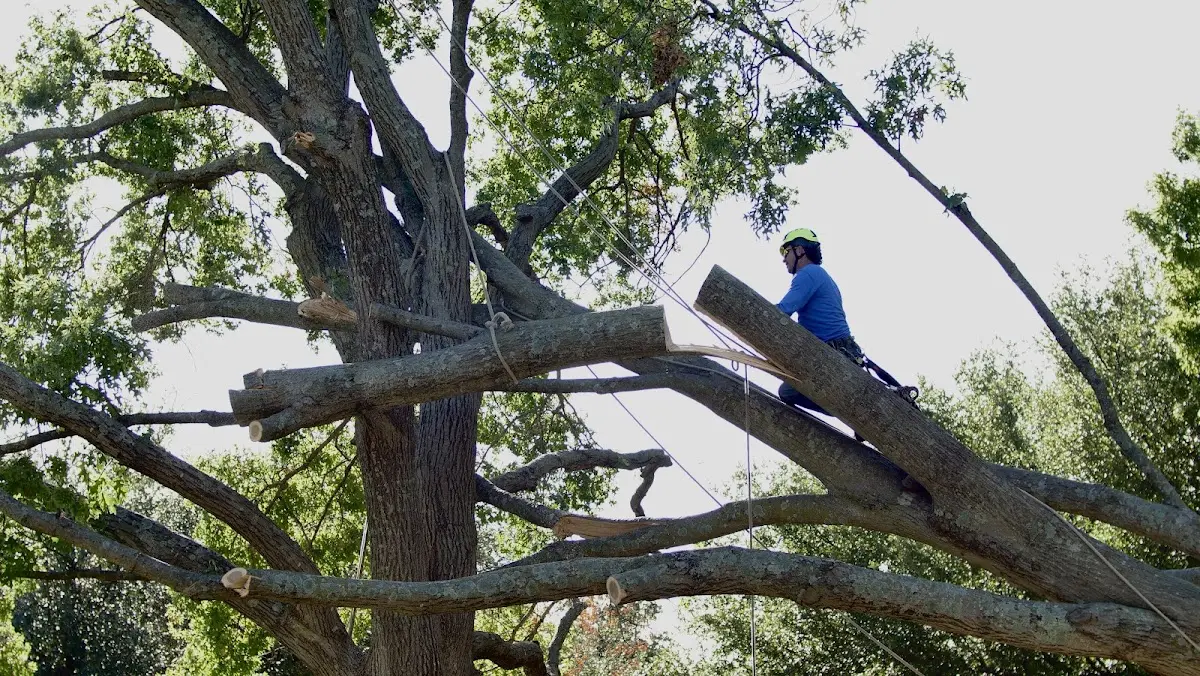 Professional Crown Thinning performed by certified arborists in Grandfield