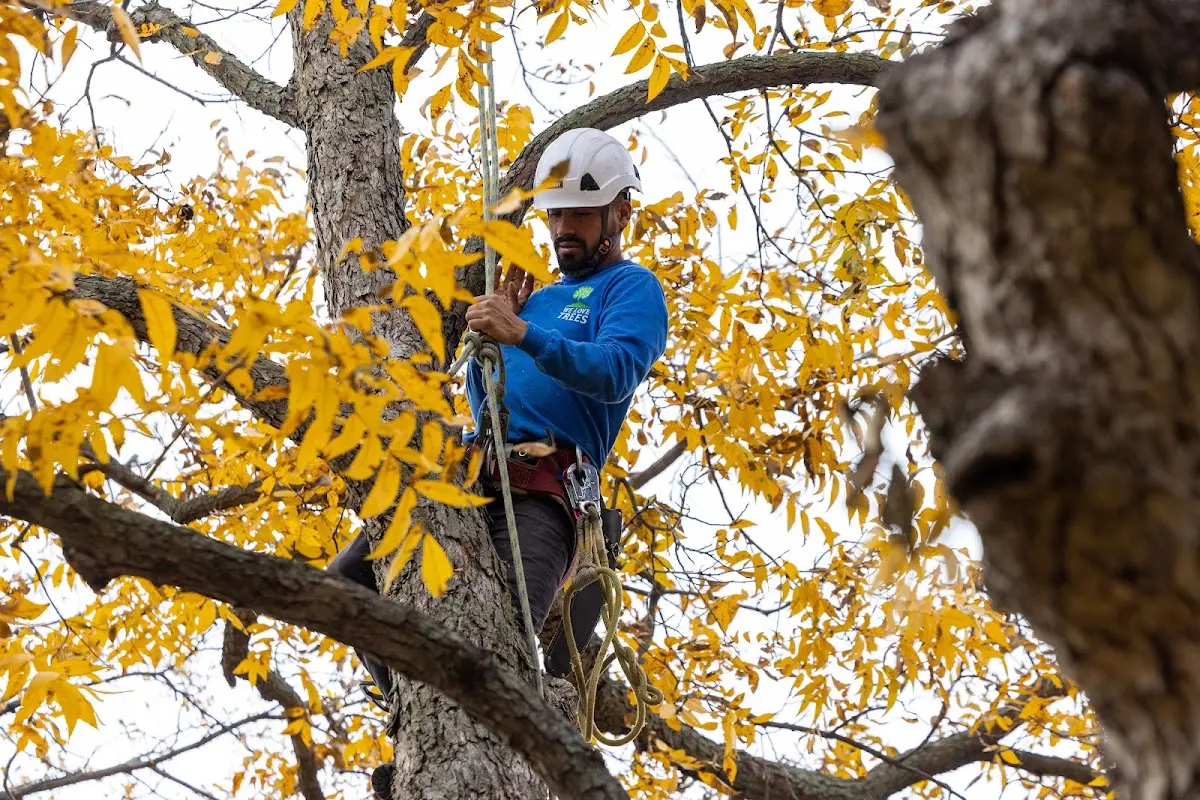 Skilled Tree Pruning crew working in Grandfield