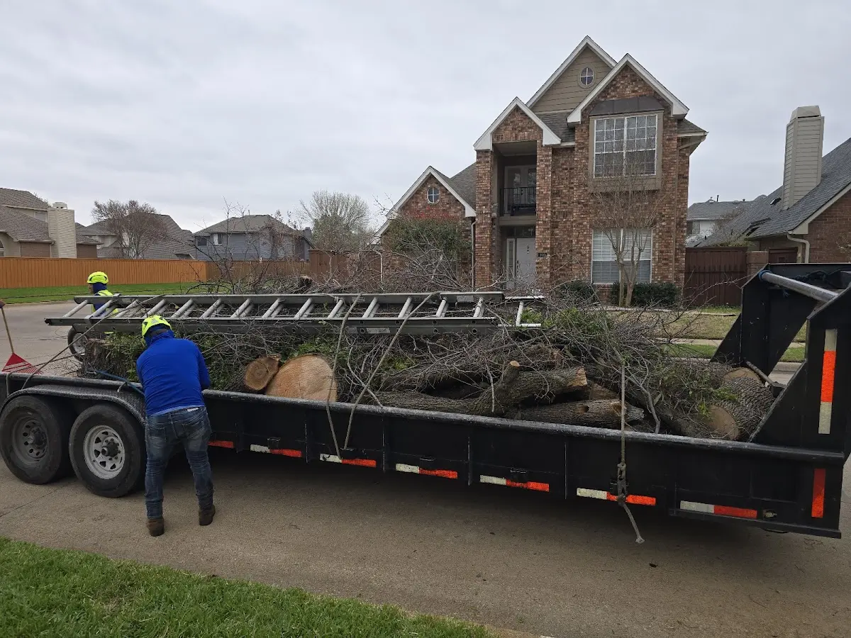 Expert Tree Pest Control with proper safety equipment in Grandfield